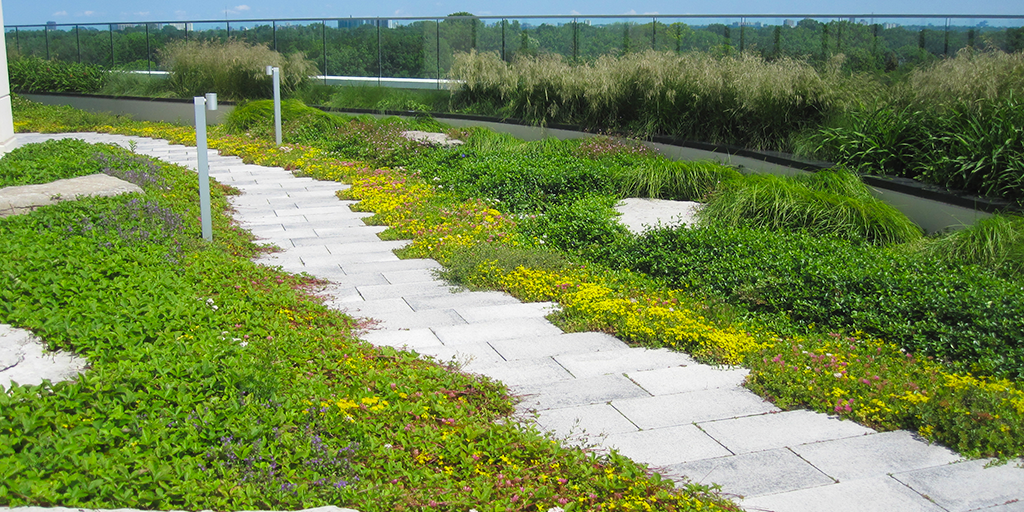 Meadow pathway at 2 Old Mill green roof (Image: JRS)