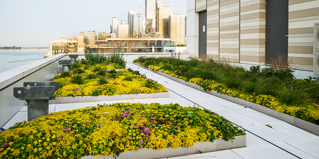 Biodiverse green roofs contribute to ecological recovery goals. (Image: NLSM)