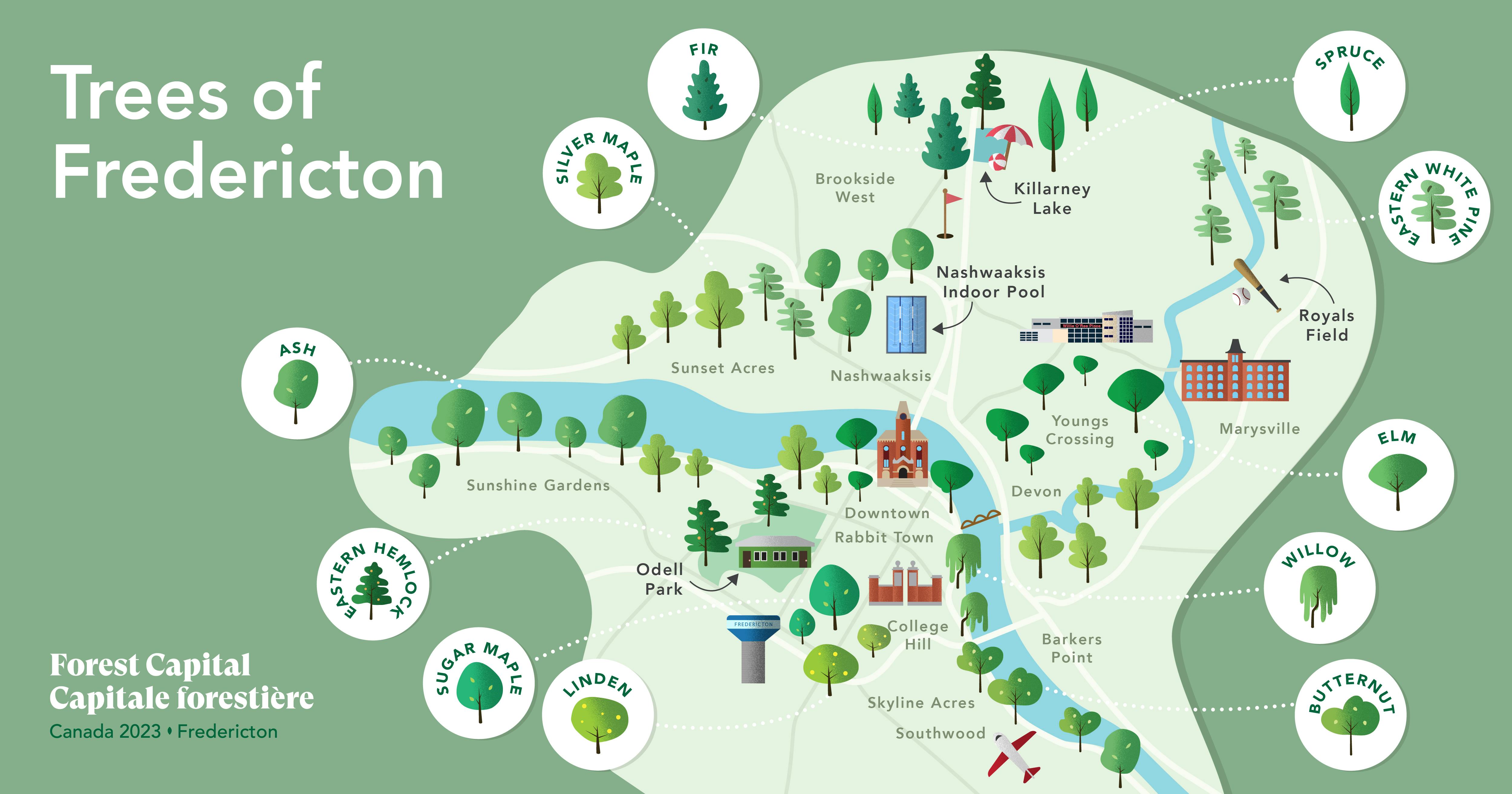 Fredericton’s forest cover reflects a softwood plantation dominated by spruce and fir. (City of Fredericton)