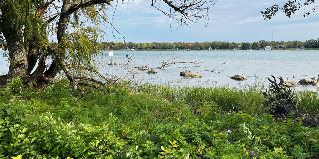Rentaturalized Gonder’s Flats shoreline edge. (Image: NPC)