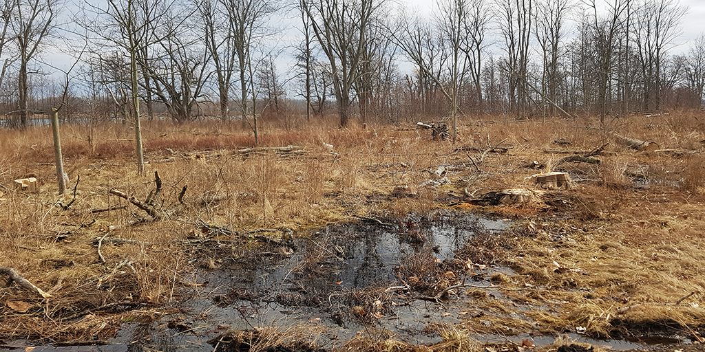 Dead ash tree removal in progress at Gonder’s Flats. (Image: NPC)