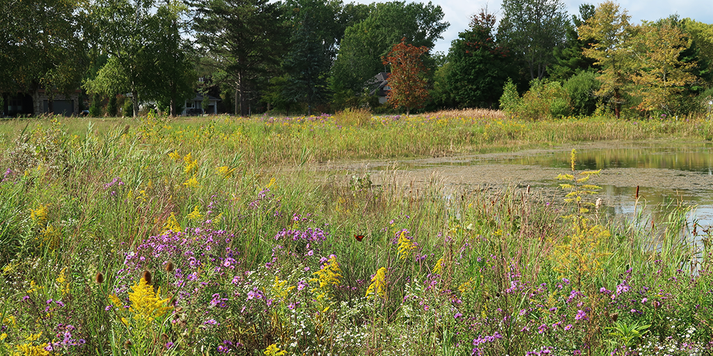 Established wetland and pollinator vegetation at Gonder’s Flats wetland site.&nbsp;(Image: S. Careri)