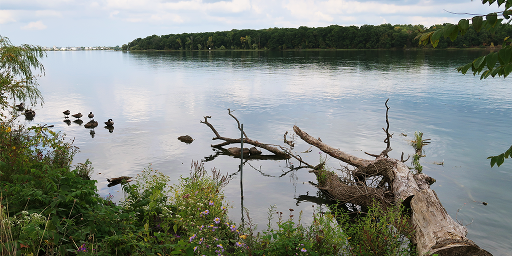 Restored shoreline supports aquatic and bird habitat. (Image: S. Careri)