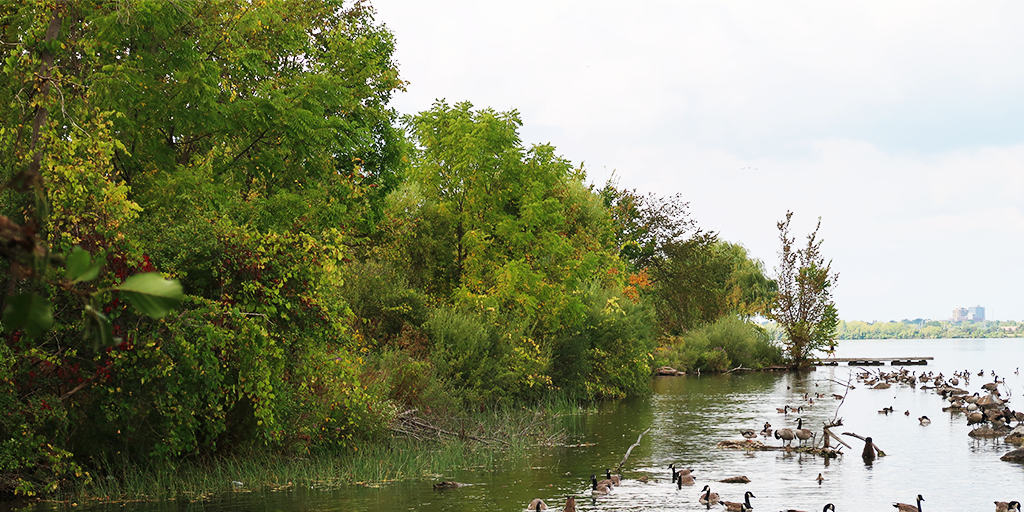 Ussher’s Creek near boat launch.&nbsp;(Image: S. Careri)
