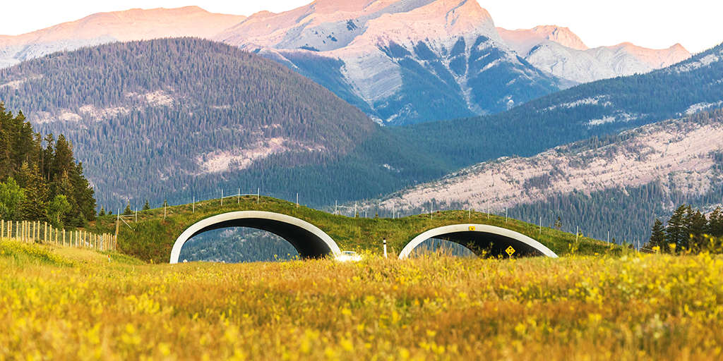 The overpass contributes to Alberta’s growing network of wildlife crossings in the Bow River Valley corridor&nbsp;(Image: DIALOG)