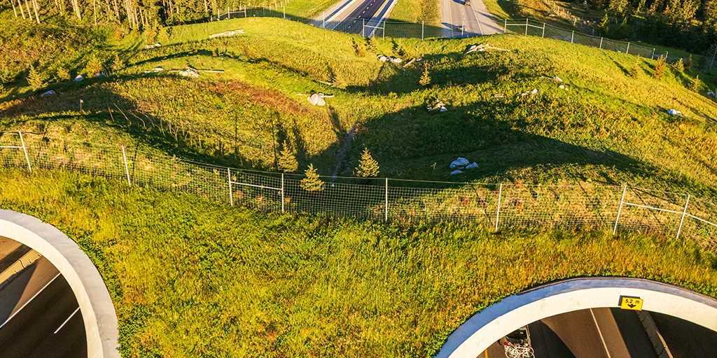 A connected ecological system incorporating areas for wildlife rest, feeding, sightlines, and noise mitigation&nbsp;(Image: DIALOG)