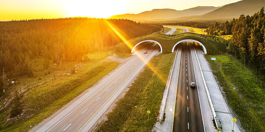 Completed overpass reconnects fragmented habitat and helps reduce wildlife–vehicle collisions (Image: DIALOG)
