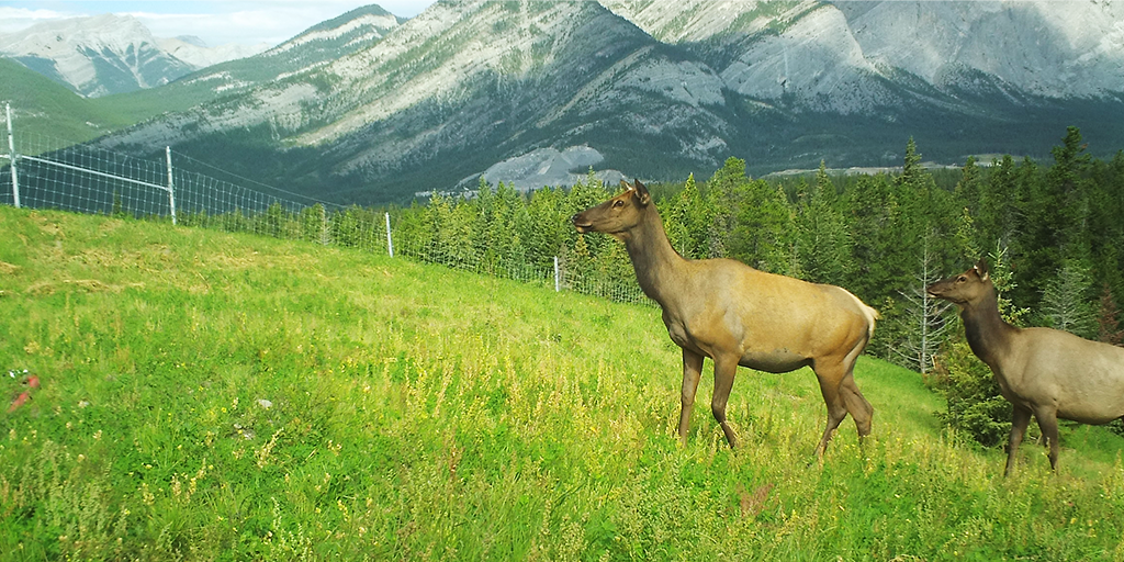 Concept rendering of the overpass, designed to enable safe movement of wildlife across Highway 1 (Image: DIALOG)