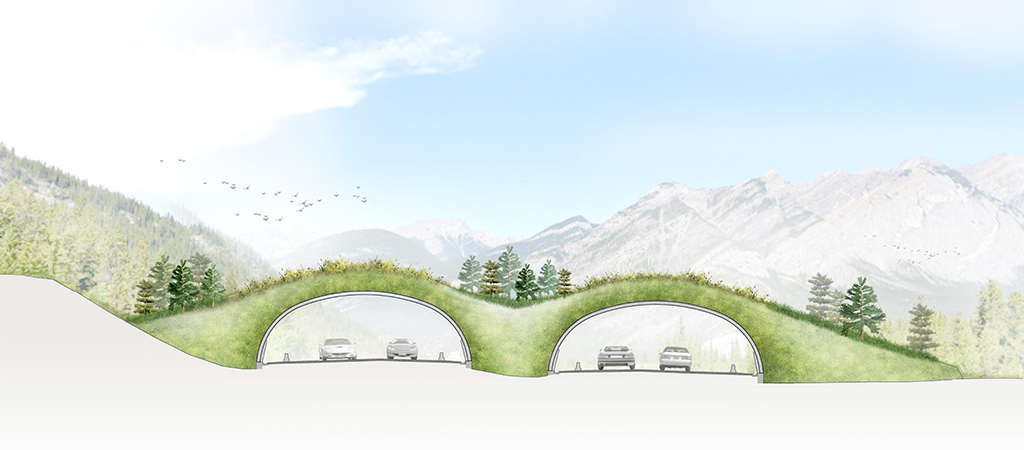 Decisions in planting and grading mimic the natural terrain and replicate the surrounding forest ecosystem (Image: DIALOG)