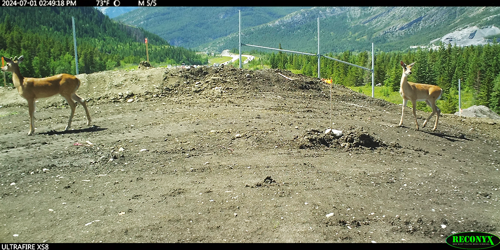 Wildlife cameras documenting early use&nbsp;&nbsp;(Image: DIALOG)