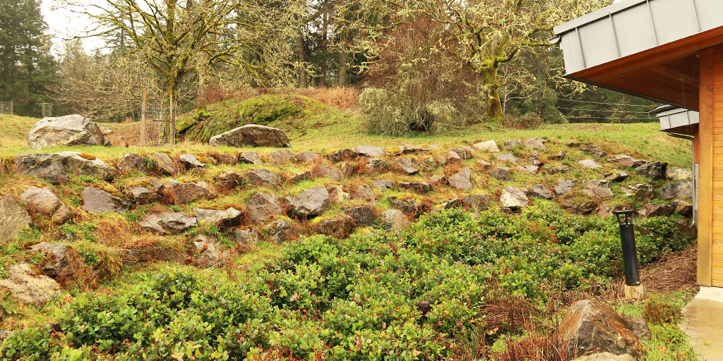 Rainwater is directed into a network of 21 rain gardens planted with a variety of native species. (Image: S. Careri)