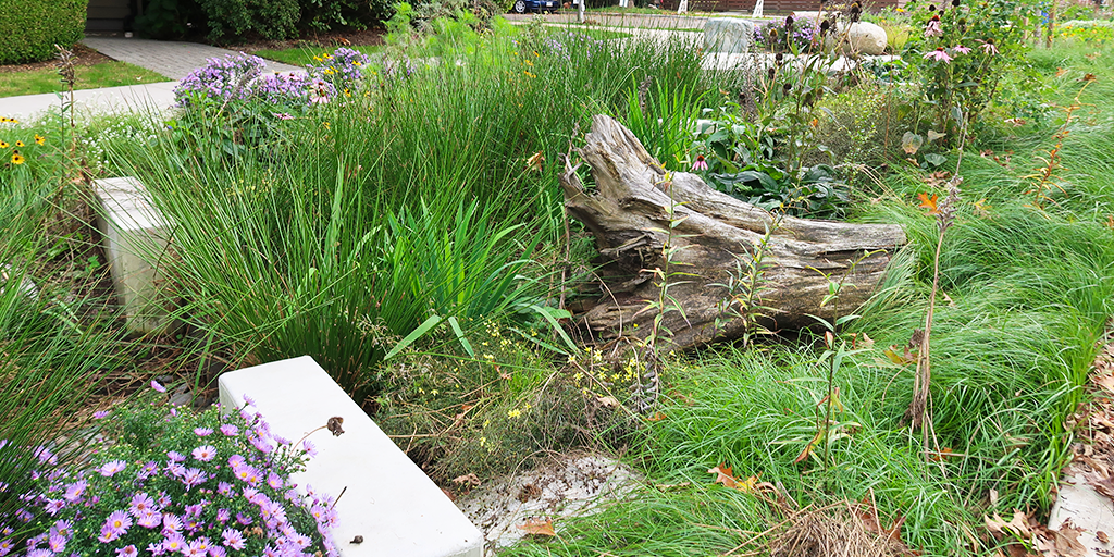 Reclaimed logs in rain garden. (Image: S. Careri)
