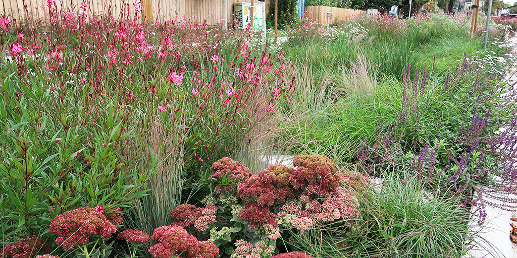 Mulit-layrered matrix.style planting. (Image: S. Careri)