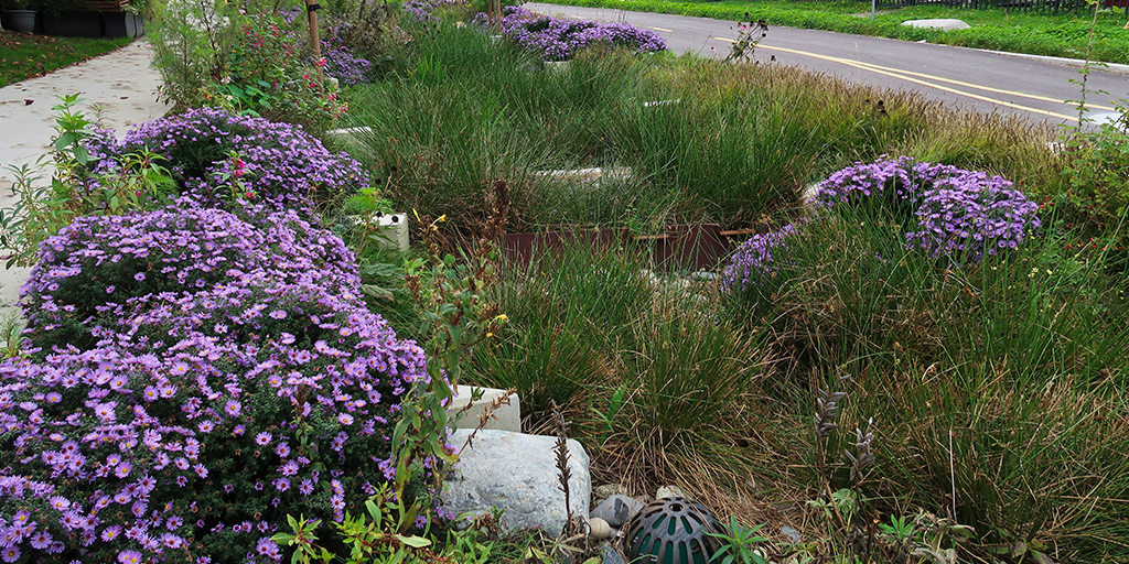 Integrated bioretention system. (Image: S. Careri)