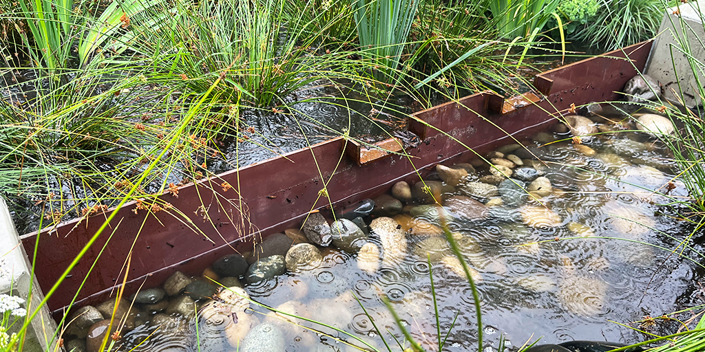 Weir wall and water ponding in rain garden. (Image: City of Vancouver)