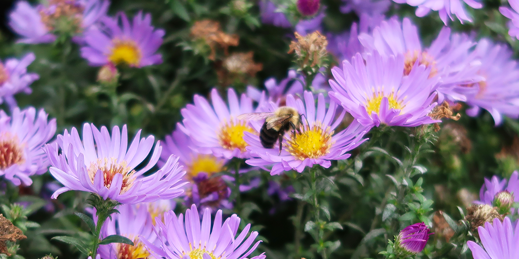 Naturalized planting&nbsp;attracting pollinators. (Image: S. Careri)