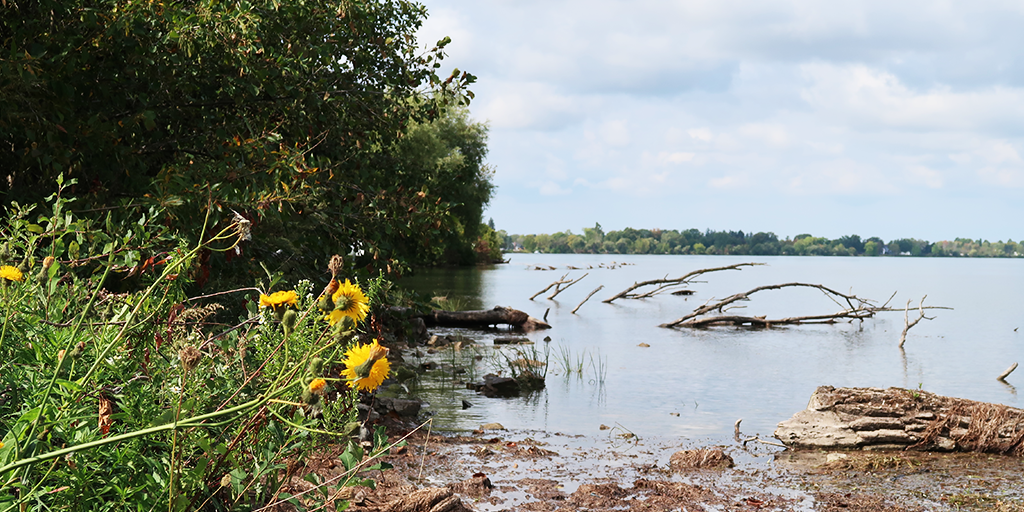Rive restaurée de la rivière Niagara avec végétation riveraine indigène. (Image : S. Careri)