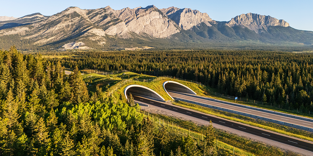 Le passage à niveau pour la faune « Peter Lougheed » – le premier passage à niveau pour la faune construit en Alberta en dehors d’un parc national (Image: DIALOG)