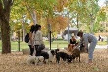 An enclosed off-leash dog area is seamlessly integrated within the existing trees and drifts of planting.