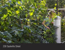 230 Sackville:  connecting with nature on an urban roof garden
