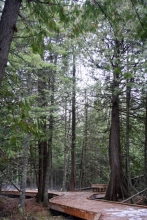 "Cathedral" Grove hexagonal deck section with bench in circle of 80- to 100-year old eastern white cedar trees.
