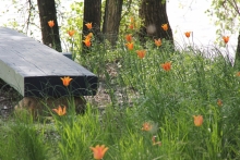 In spring, the cutting of the grasses is followed by the prelude of the lily-flowered orange tulips.