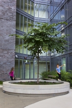 Redbud in full-shade sitting area (second floor)
