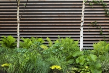 A strong graphic fence treatment creates a bold background for birches set within a bed of mixed plantings.