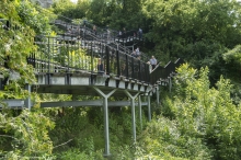 Stairway Landscape 5 - view of stair visitors and the developing forest