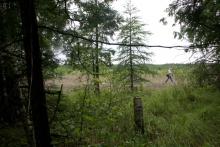 Photographer walking on deck in South Fen, as viewed to west from cedar forest to east.