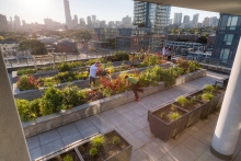 Raised planters provide a popular spot for residents to garden (ninth floor)