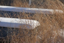 The snow nestles between the blades of grass remaining fluffy and creating a perfect refuge for pukak dwellers.