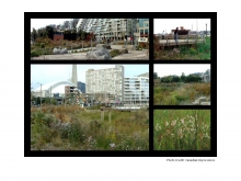 Spadina Quay Wetland