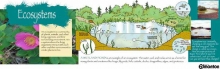 Ecological Restoration, Roper Regional Westland