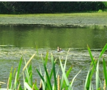 Ecological Restoration, Roper Regional Westland