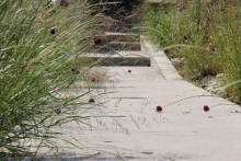 A reddish-purple veil of ‘drumsticks‘ between the dancing grasses welcomes people.