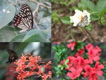 Positive results of an increase of biodiversity index of pollinators