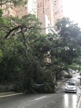 Problems of senescent Acacia trees - Tree failure case