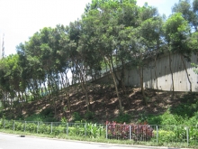 Pilot Scheme Site - Pui Man Street, Wong Tai Sin, HK (Before)