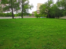 Existing quality of typical irrigated and less intensively managed landscape dominated by tame and weedy species.