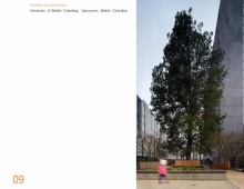 The Ponderosa Pine