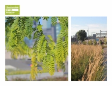 In order to reduce the heat island effect in this highly urbanized and mineralized area, softscapes cover 62% of the site with over 300 trees and 30,000 shrubs and perennials, 52% of which are native. This is 500% increase in biomass.